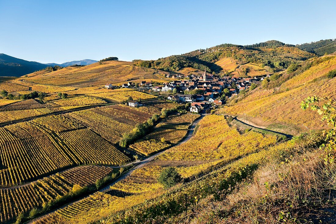 Frankreich, Haut Rhin, Niedermorschwihr, Weinberge im Herbst