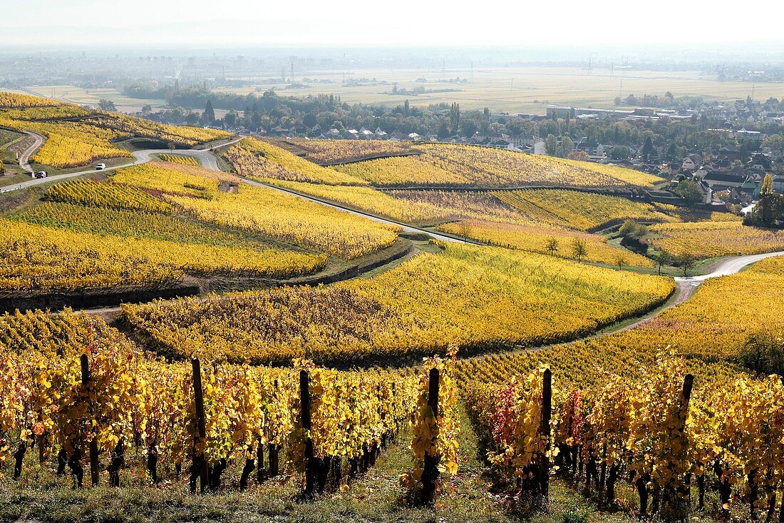 Frankreich, Haut Rhin, Turckheim, Weinberge im Herbst der Weinstraße