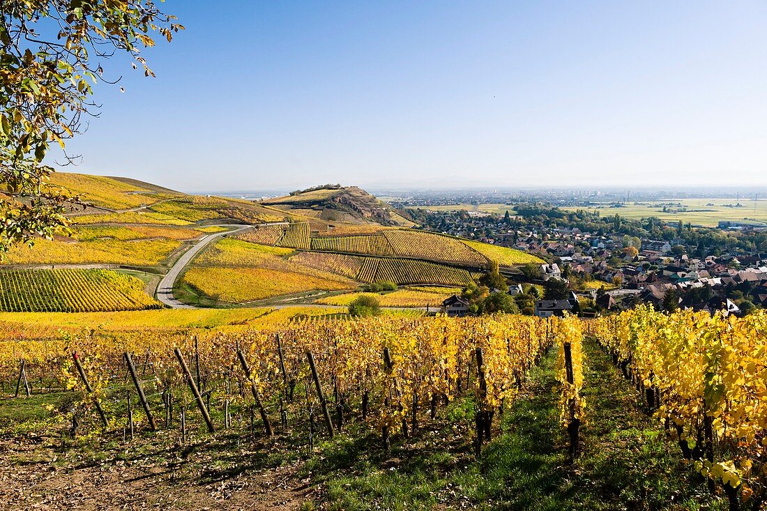 Frankreich, Haut Rhin, Turckheim, Weinberge im Herbst der Weinstraße