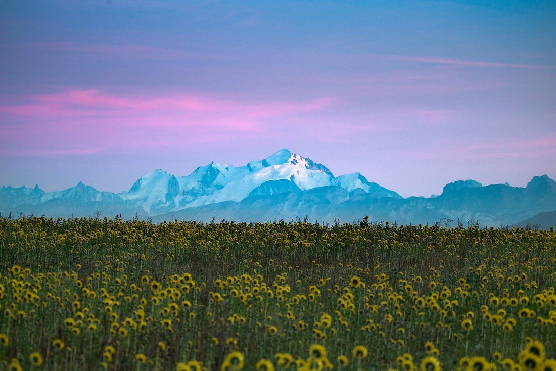 Frankreich, Ain, Mont Blanc Blick von einem Sonnenblumenfeld