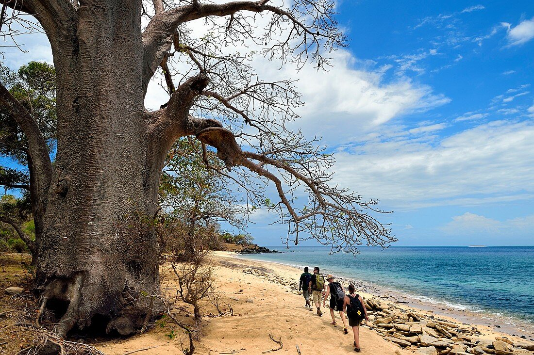 France, Mayotte island (French overseas department), Grande Terre, M'Tsamoudou, Saziley headland, hikers on the long distance hiking trail going around the island, baobab on the beach