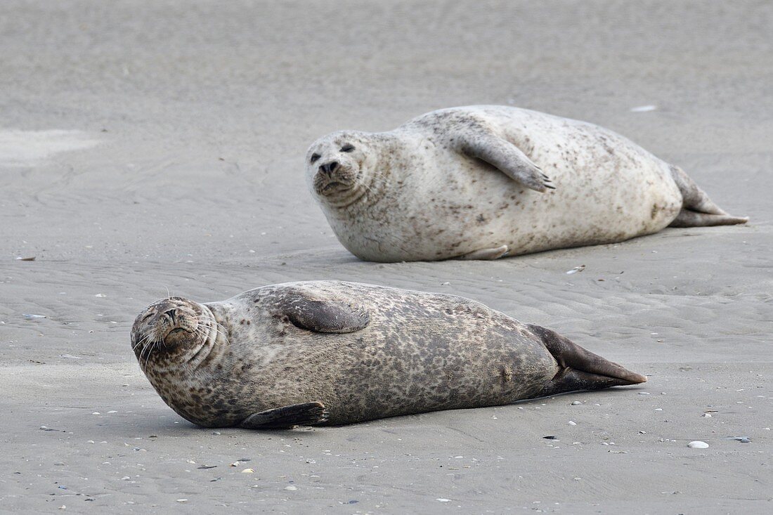 France, Somme, Berck sur Mer, Bay of Authie, seals at low tide on the sand