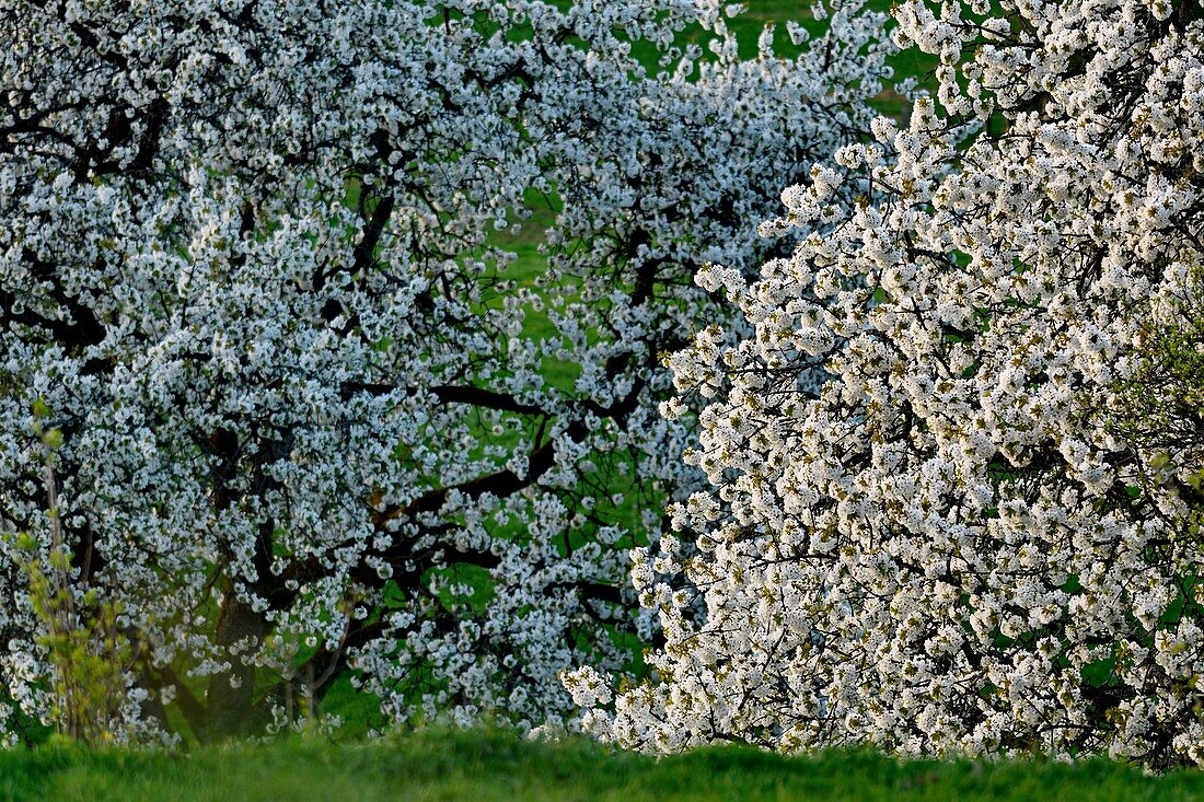 France, Doubs, Vandoncourt, spring, cherry blossoms