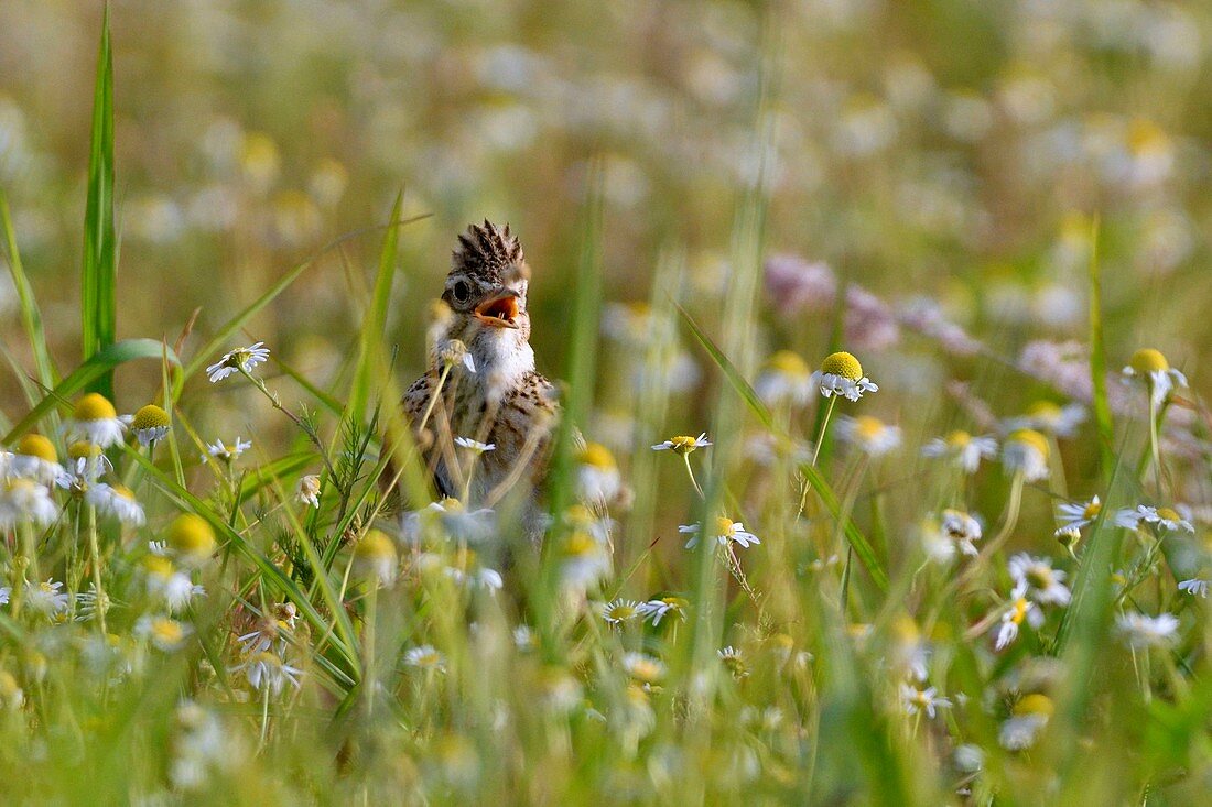 Frankreich, Doubs, Eurasische Lerche (Alauda arvensis) am Boden, singend