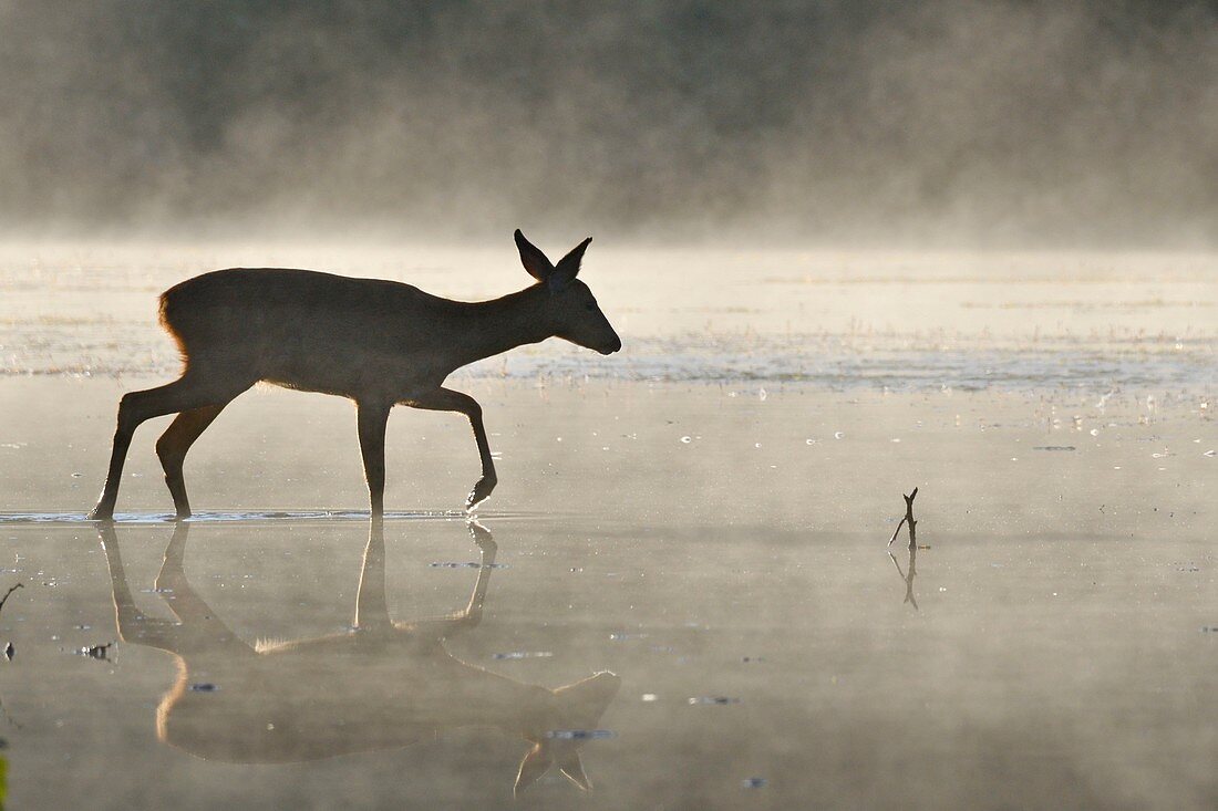 France, Doubs, Brognard, Allan's, natural area, mammal, deer crossing a body of water in the mist