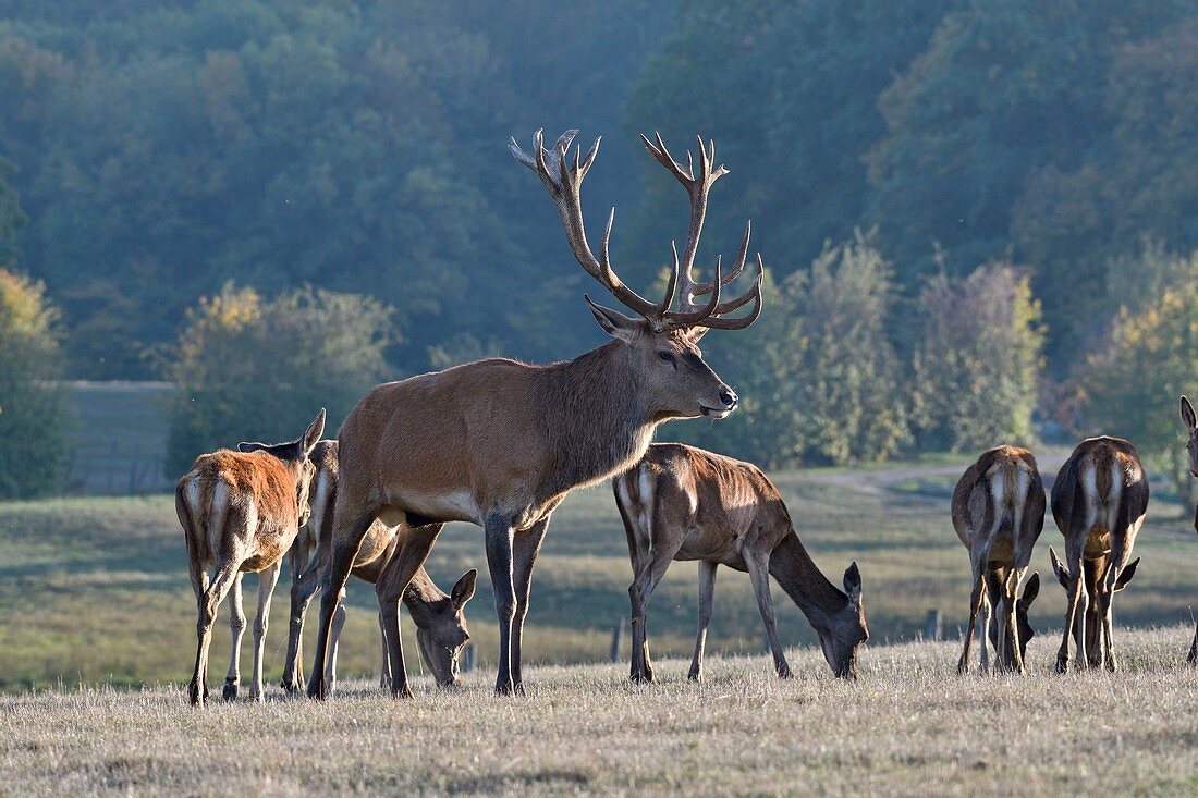 France, Haute Saone, Red Deer (Cervus elaphus), male and his hinds during the slaughter period