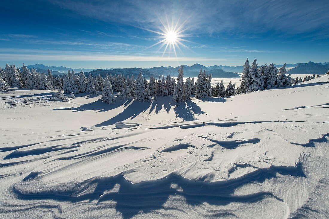 France, Haute Savoie, massive Bauges, above Annecy in border with the Savoie, the Semnoz plateau exceptional belvedere on the Northern Alps, snow landscape sculpted by the wind