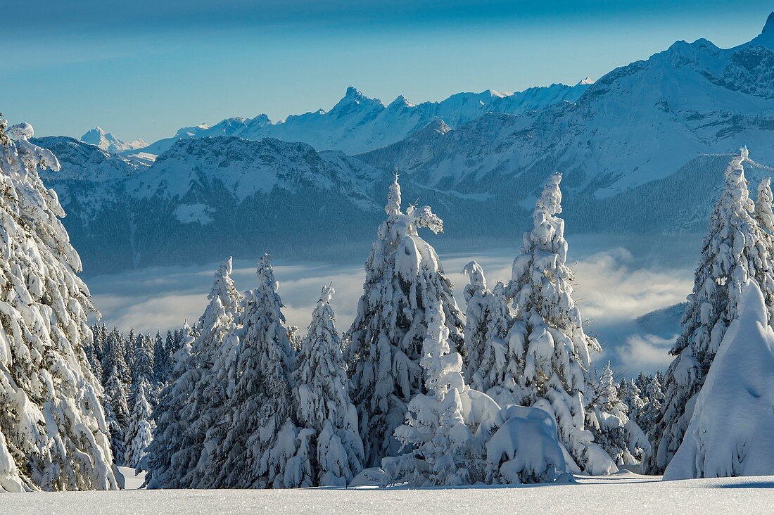 Frankreich, Haute Savoie, massive Bauges, oberhalb der Annecy-Grenze mit der Savoie, dem außergewöhnlichen Belvedere des Semnoz-Plateaus auf den Nordalpen, schneebedeckten Tannen und dem Aravis-Massiv