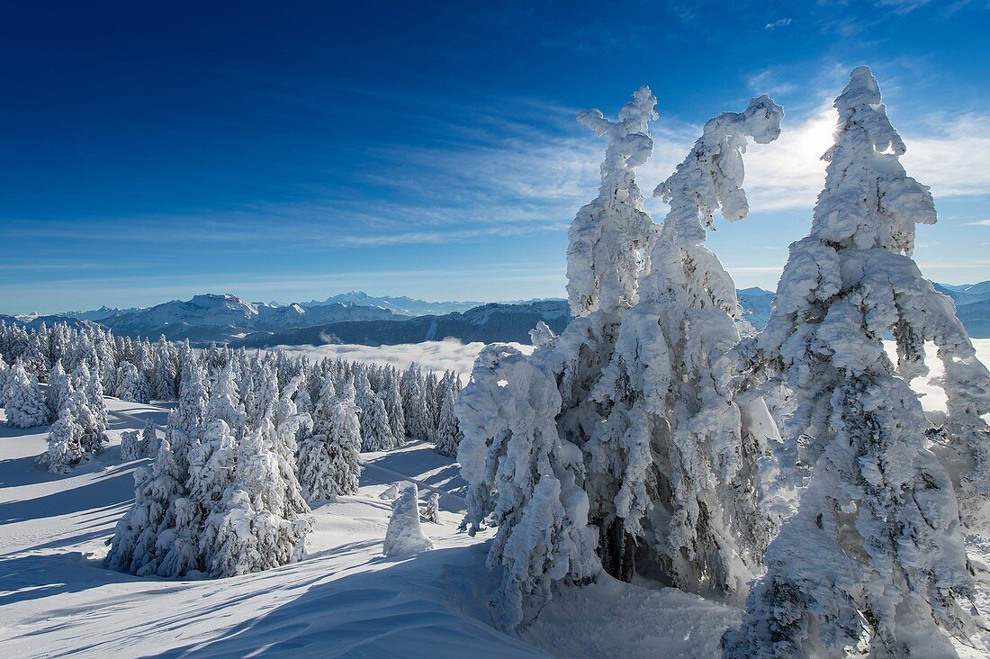 Frankreich, Haute Savoie, massive Bauges, oberhalb der Annecy-Grenze mit der Savoie, dem außergewöhnlichen Belvedere des Semnoz-Plateaus auf den Nordalpen, mit Schnee beladene Tannen
