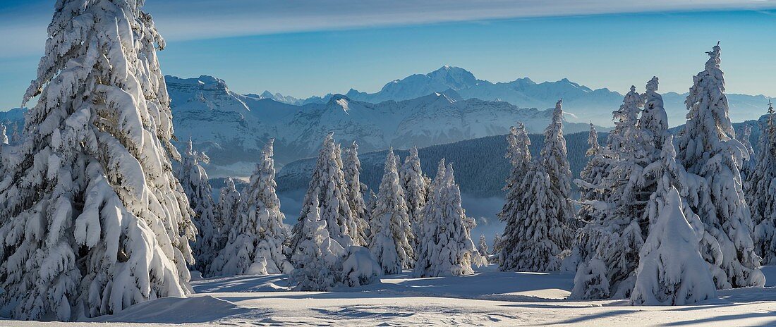 Frankreich, Haute Savoie, massive Bauges, oberhalb der Annecy-Grenze mit der Savoie, dem außergewöhnlichen Belvedere des Semnoz-Plateaus auf den Nordalpen, Panoramablick auf den schneebedeckten Wald und die massiven Bornes und den Mount White
