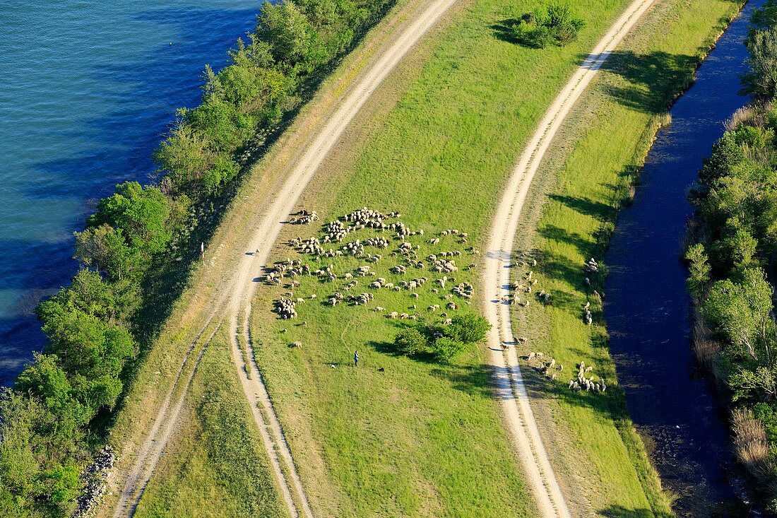 France, Gard, Roquemaure, island of Miemar, sheep on the banks of the Rhone (aerial view)