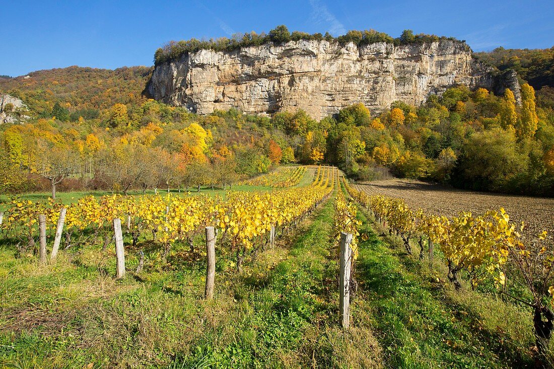 France, Ain, Saint Sorlin en Bugey, vineyards