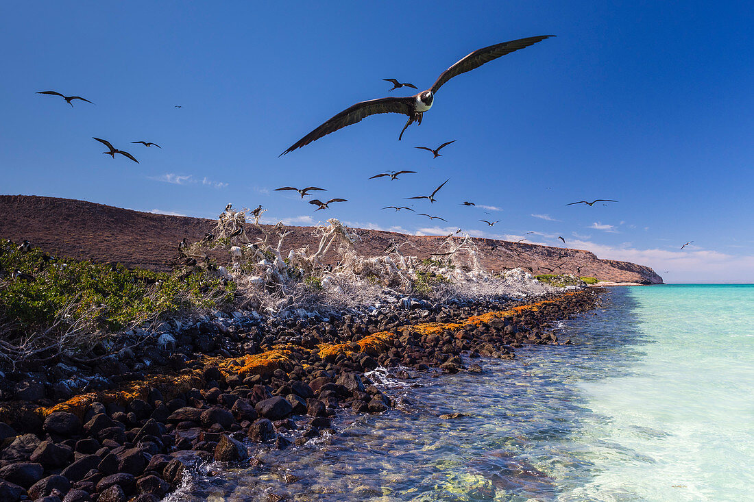 Prächtiger Fregattvogel (Fregata Magnificens), Brutkolonie in Bahia Gabriel, Isla del Espiritu Santo, Baja California Sur, Mexiko, Nordamerika