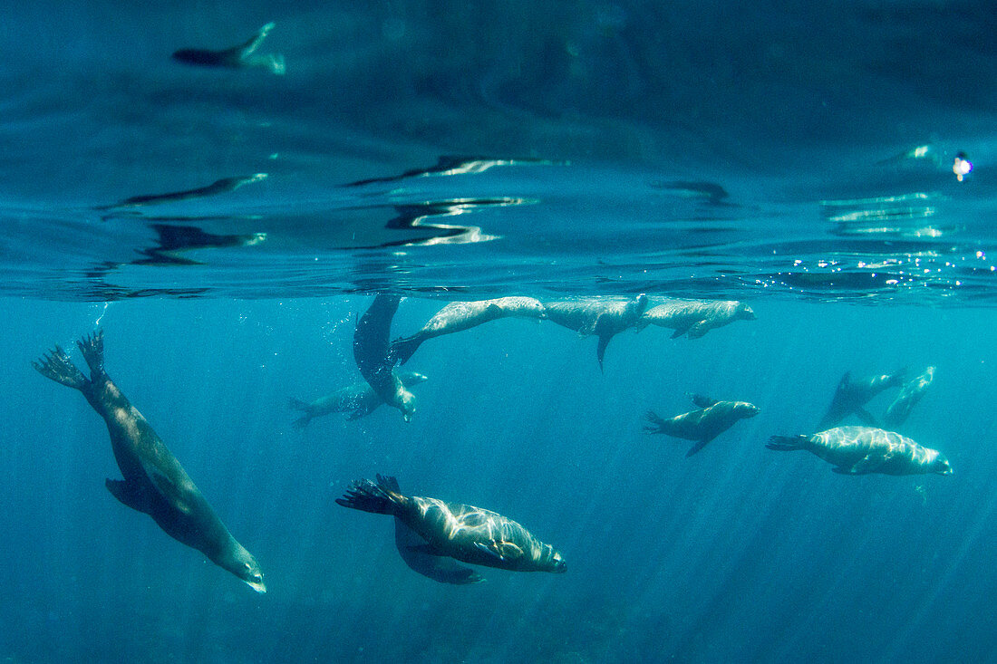 California sea lion (Zalophus californianus), underwater at Los Islotes, Baja California Sur, Mexico, North America