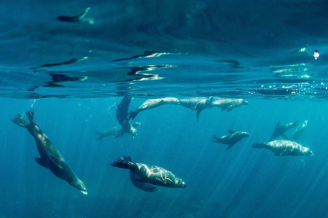 Kalifornischer Seelöwe (Zalophus californianus), unter Wasser bei Los Islotes, Baja California Sur, Mexiko, Nordamerika