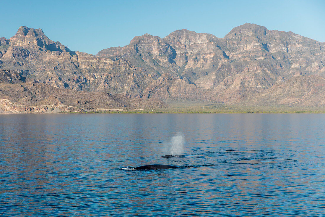 Adult fin whales (Balaenoptera physalus) surfacing in Loreto Bay National Park, Baja California Sur, Mexico, North America