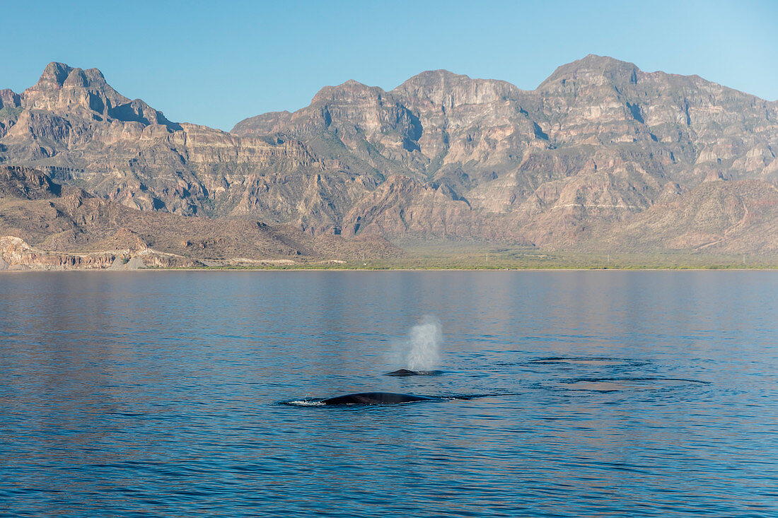 Erwachsene Finnwale (Balaenoptera physalus), die im Loreto Bay Nationalpark, Baja California Sur, Mexiko, Nordamerika auftauchen