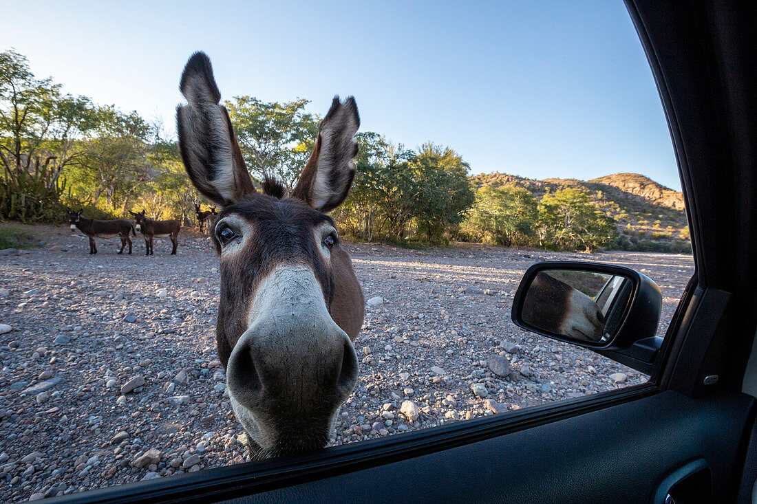 Neugieriger Burro inspiziert mein Auto am Mesquite Canyon, Sierra de la Giganta, Baja California Sur, Mexiko, Nordamerika
