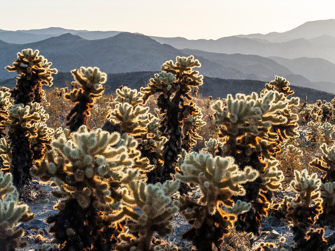 Teddybär Cholla (Cylindropuntia bigelovii), bei Sonnenaufgang im Joshua Tree National Park, Mojave-Wüste, Kalifornien, Vereinigte Staaten von Amerika, Nordamerika