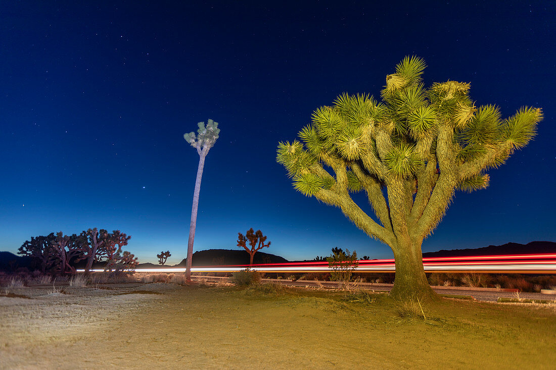 Joshua Tree (Yucca brevifolia), nachts im Joshua Tree National Park, Mojave-Wüste, Kalifornien, Vereinigte Staaten von Amerika, Nordamerika