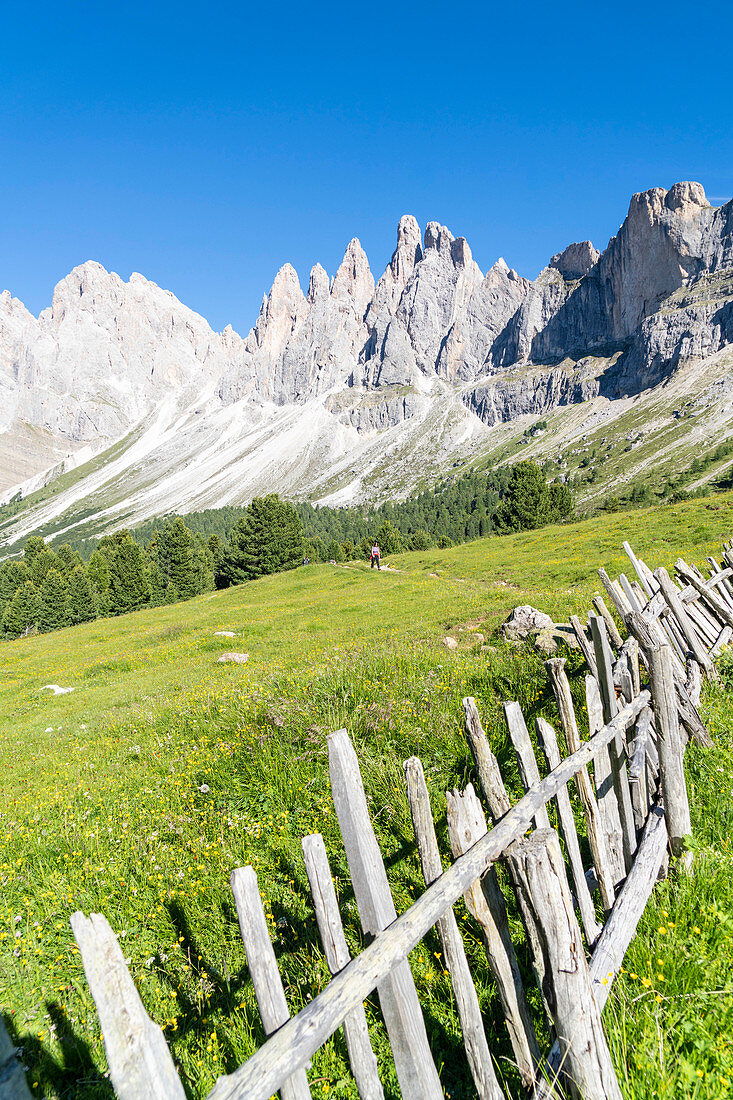 Holzzaun in den grünen Weiden von Malga Brogles mit der Odle im Hintergrund, Val di Funes, Südtirol, Dolomiten, Italien, Europa