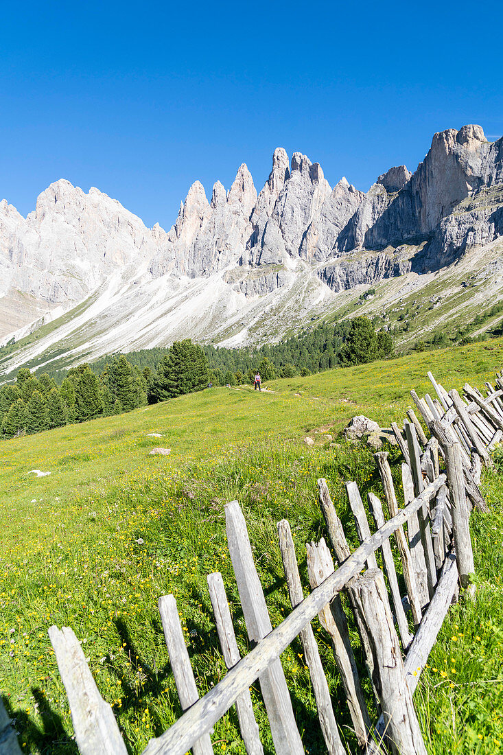 Wood fence in the green pastures of Malga Brogles with the Odle in background, Val di Funes, South Tyrol, Dolomites, Italy, Europe