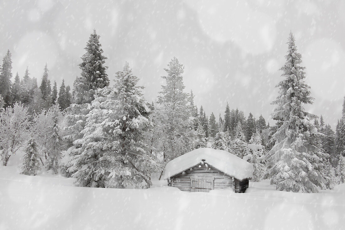 Schneeflocken, die auf traditionelle hölzerne Hütte im schneebedeckten Wald, Lappland, Finnland, Europa fallen