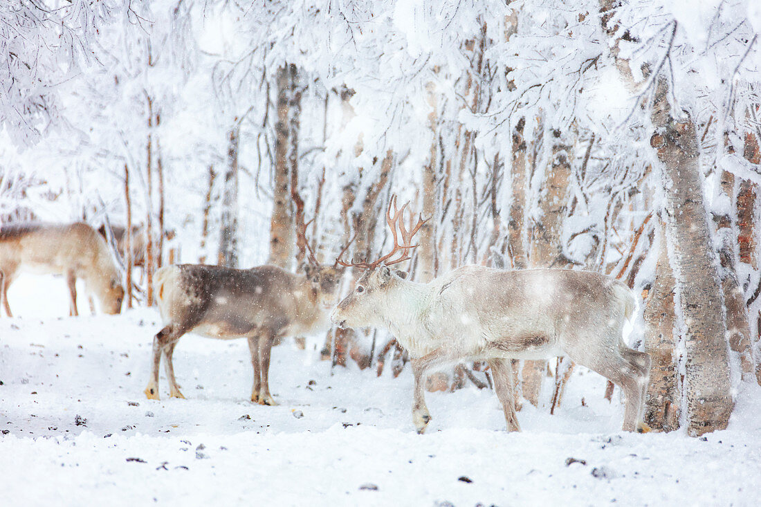 Snow blizzard over reindeers in the frozen forest, Lapland, Finland, Europe