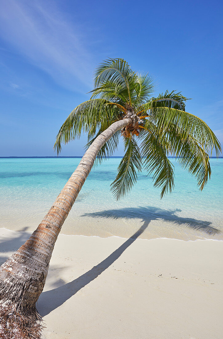 Eine tropische Insel am Strand Kokospalme, Gaafu Dhaalu Atoll, im äußersten Süden der Malediven, Indischer Ozean, Asien