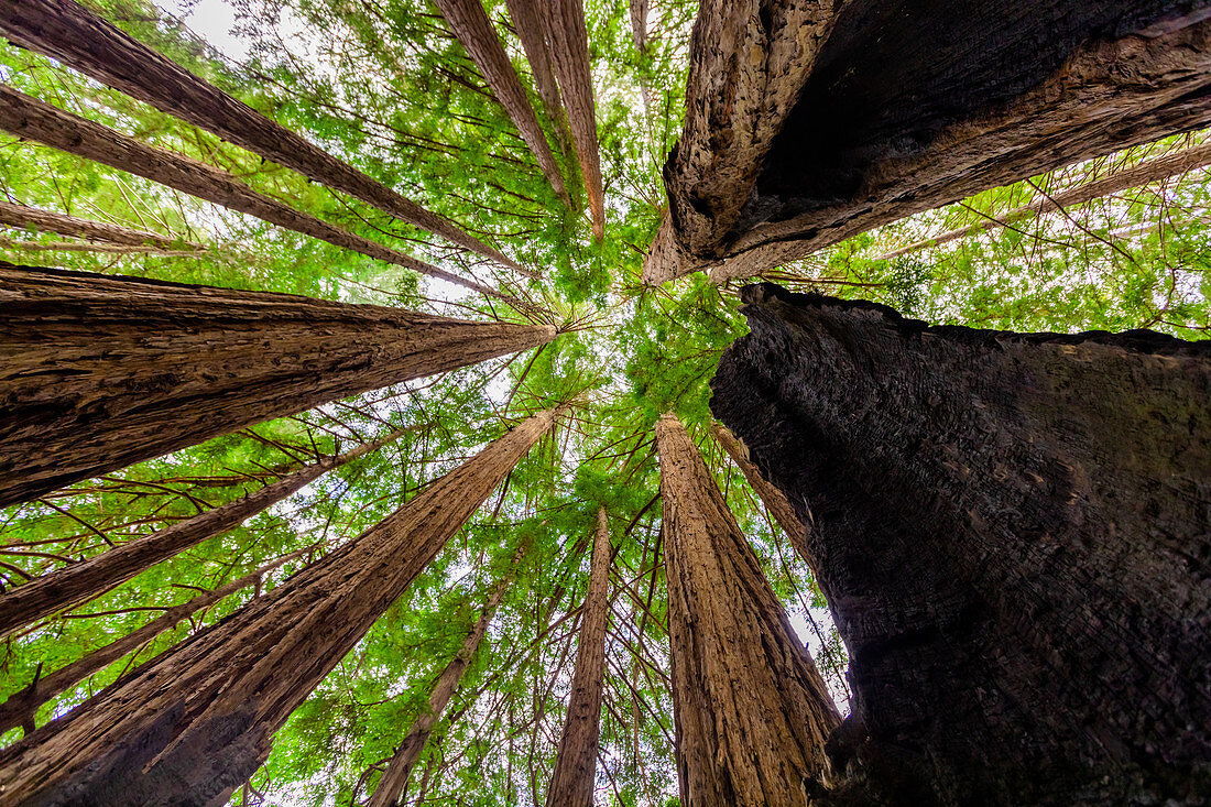 Schöne riesige Redwoods, Big Sur, Kalifornien, Vereinigte Staaten von Amerika, Nordamerika