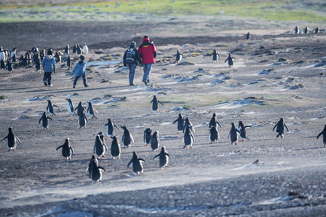 Eselspinguine (Pygocelis papua papua) und Familie, Seelöweninsel, Falklandinseln, Südamerika