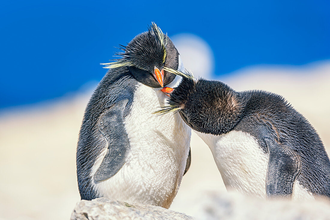 Zwei Rockhopper-Pinguine (Eudyptes chrysocome chrysocome) in einer liebevollen Stimmung, Falklandinseln, Südatlantik, Südamerika