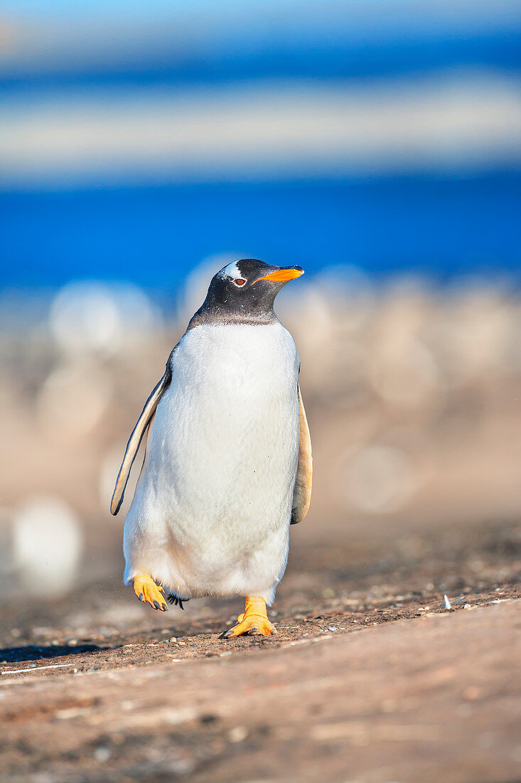 Gentoo Penguin (Pygocelis papua papua) walking, Sea Lion Island, Falkland Islands, South America