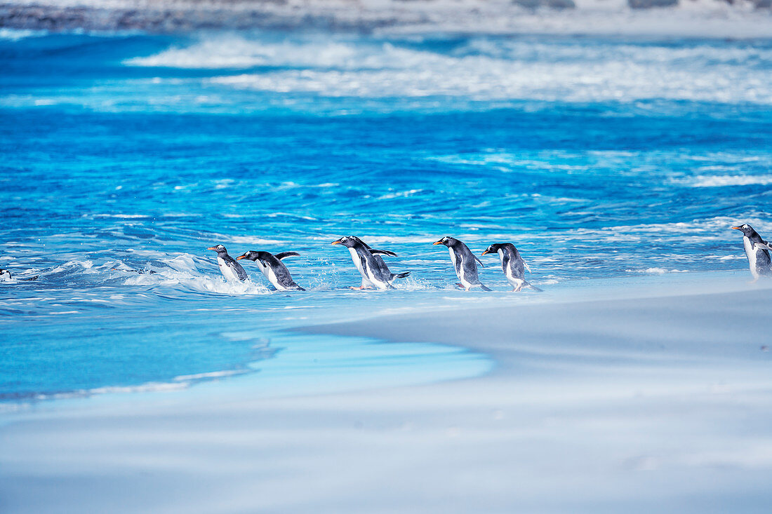 Eselspinguine (Pygocelis papua papua), die ins Meerwasser springen, Seelöweninsel, Falklandinseln, Südamerika