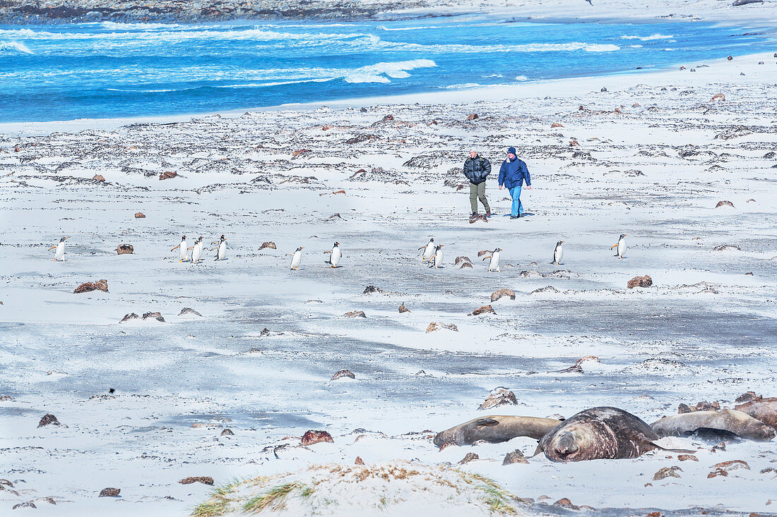People walking with gentoo penguins (Pygocelis papua papua), Sea Lion Island, Falkland Islands, South America