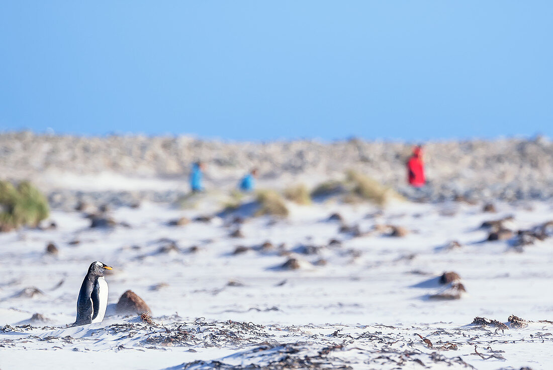 Menschen, die Eselspinguin (Pygocelis papua papua), Seelöweninsel, Falklandinseln, Südamerika beobachten