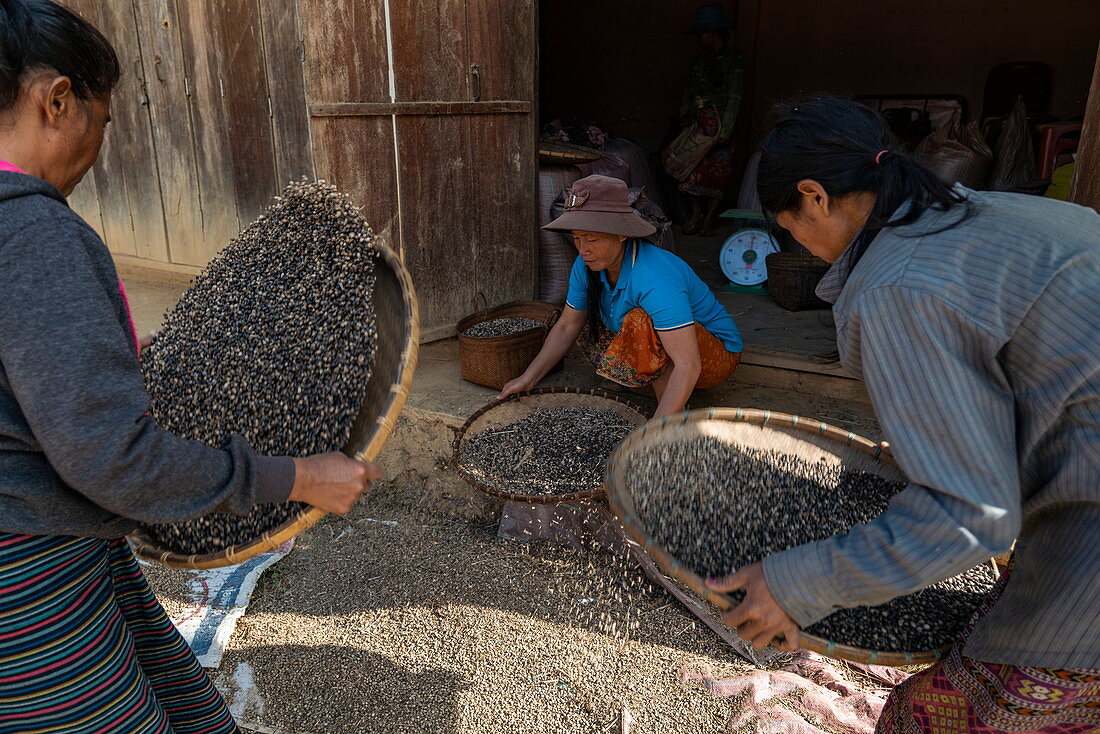 Drei Frauen schütteln Körbe mit Bohnen, Ban Hoy Palam, Bezirk Pak Tha, Provinz Bokeo, Laos, Asien