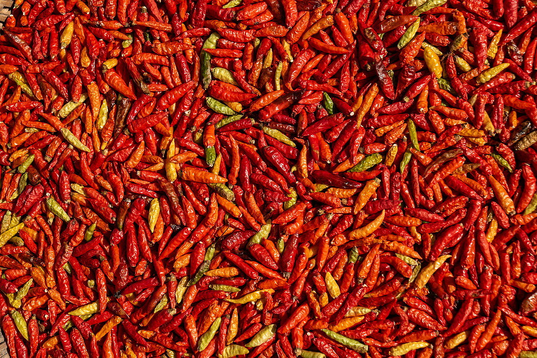 Scharfe rote Chilischoten trocknen in der Sonne am Straßenmarkt, Luang Prabang, Provinz Luang Prabang, Laos, Asien