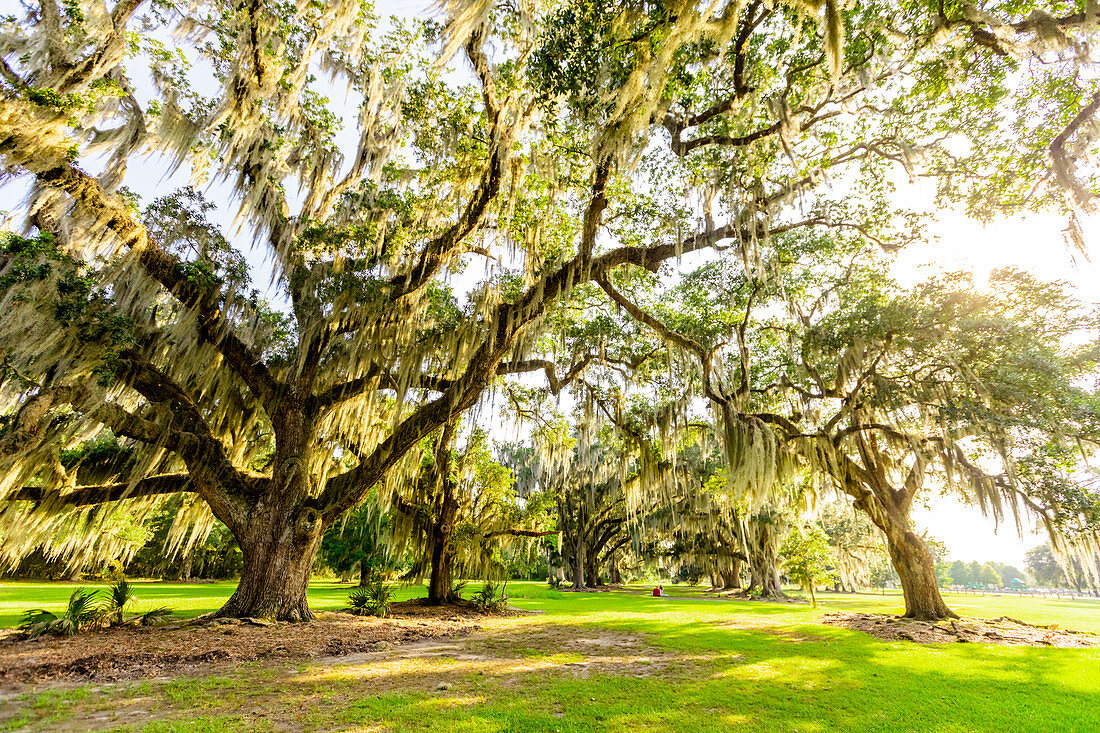 Der Baum des Lebens im Audubon Park, New Orleans, Louisiana, Vereinigte Staaten von Amerika, Nordamerika