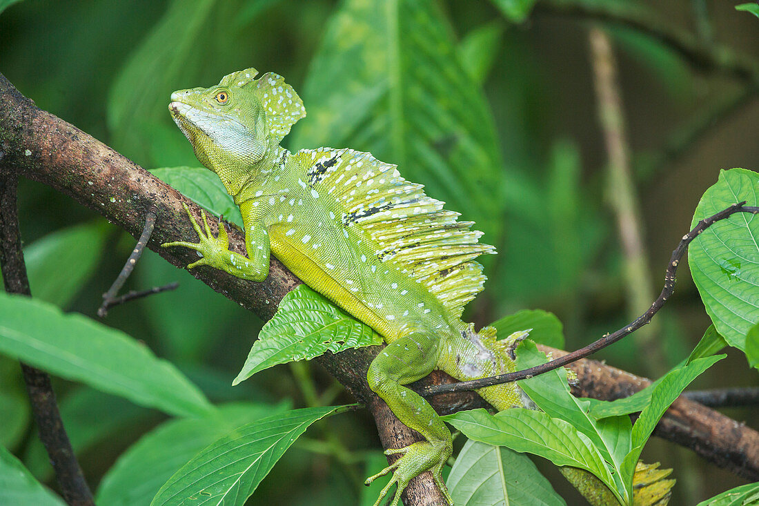 Plumed Basilisk (Basiliscus plumifrons) on a tree branch, Costa Rica, Central America