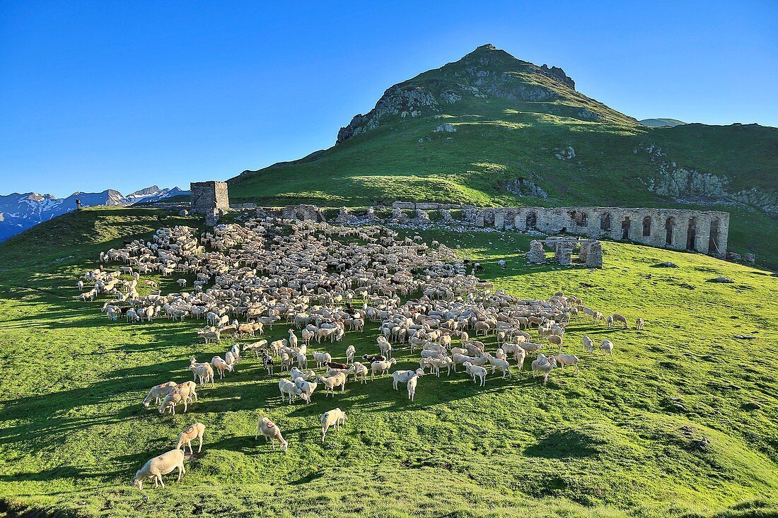 France, Ariege, Flock of sheep grazing near the ruined building at the port of Salau (2,087 m) is a border crossing of the Pyrenees between France and Spain