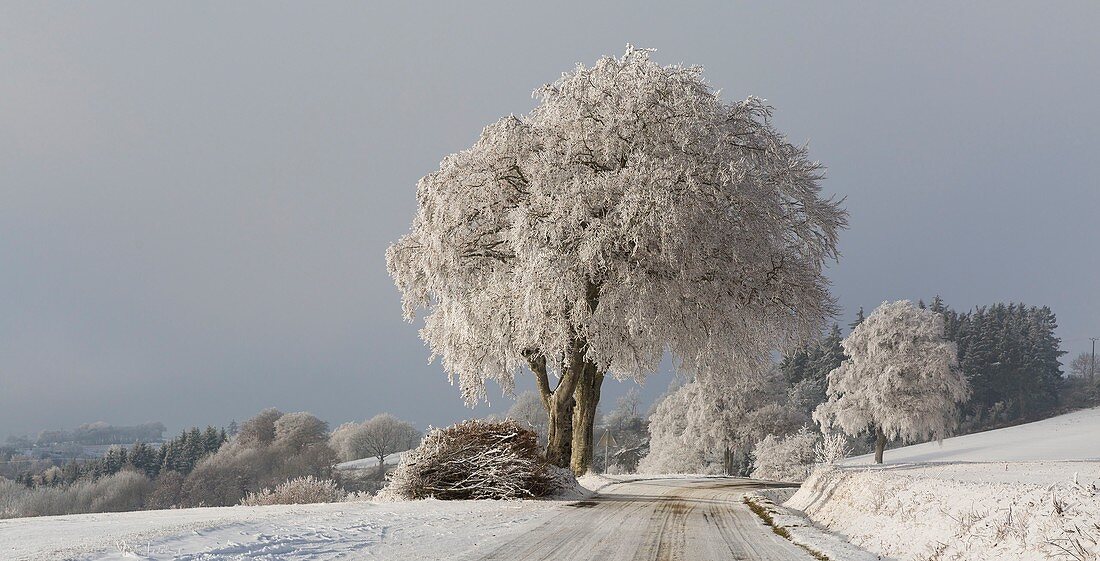 France, Aveyron, Montfranc, road in winter