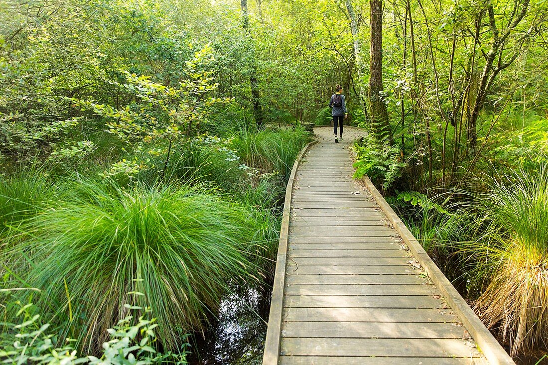 France, Landes, Leon, discovery trail in the Courant d'Huchet National Nature Reserve