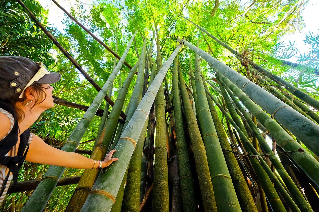 France, Reunion island, Salazie, bamboos close to the former thermal baths of Herll Bourg, listed as World Heritage by UNESCO