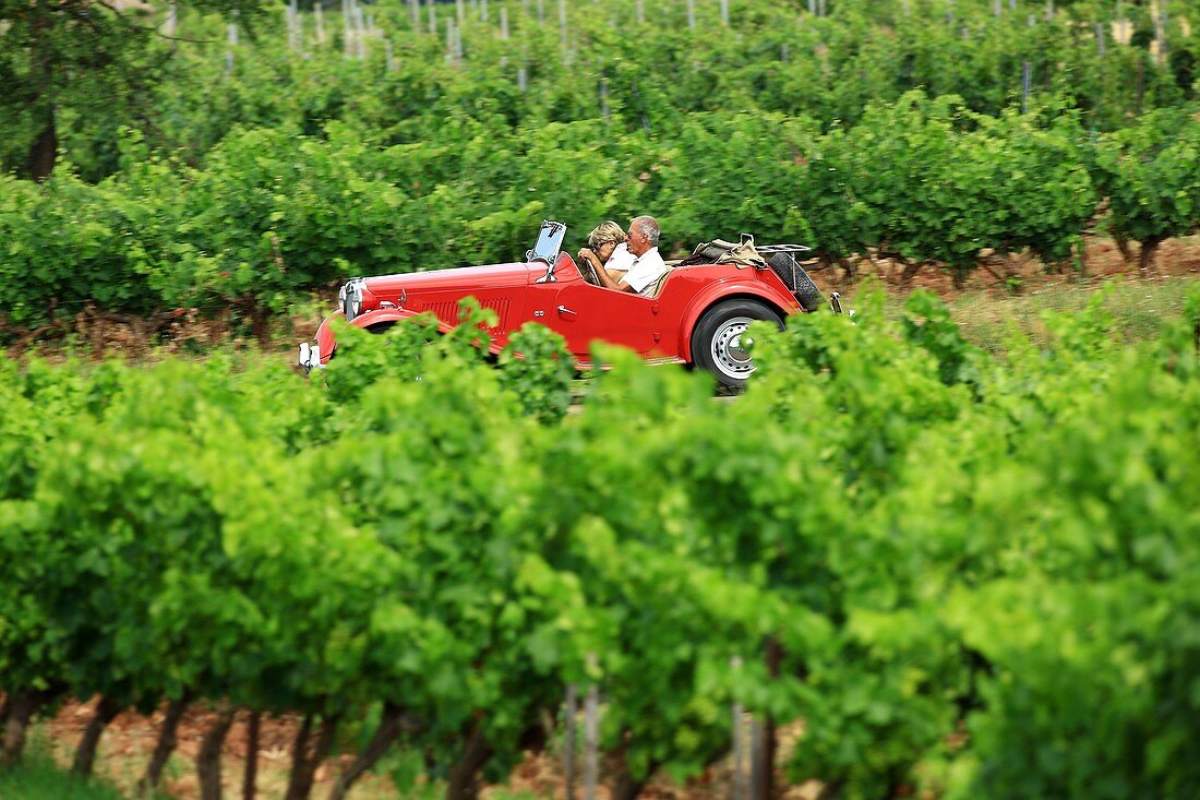 France, Var, Dracenie, Taradeau, grape harvest at Saint Martin's Castle, AOC Cotes de Provence, parade of vintage cars