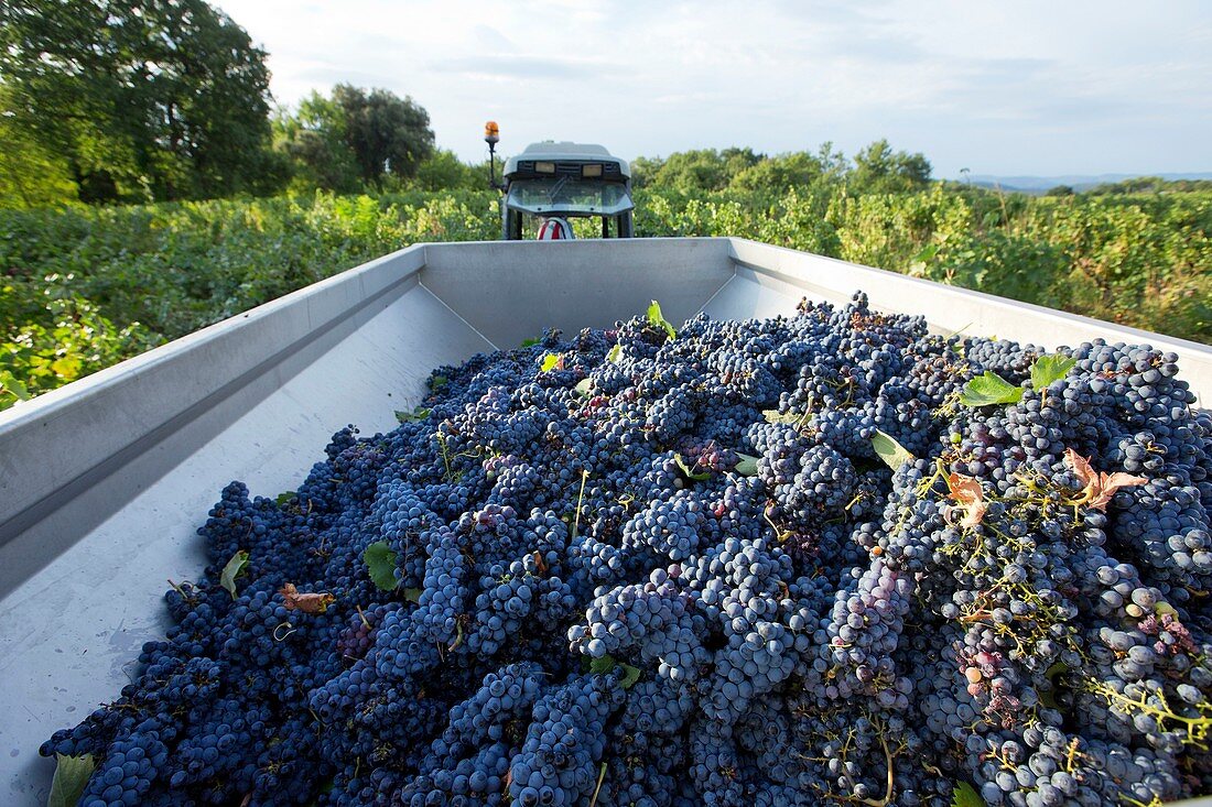 France, Var, Dracenie, Les Arcs sur Argens, grape harvest at Domaine Chateau Sainte Roseline, AOC Cote de Provence
