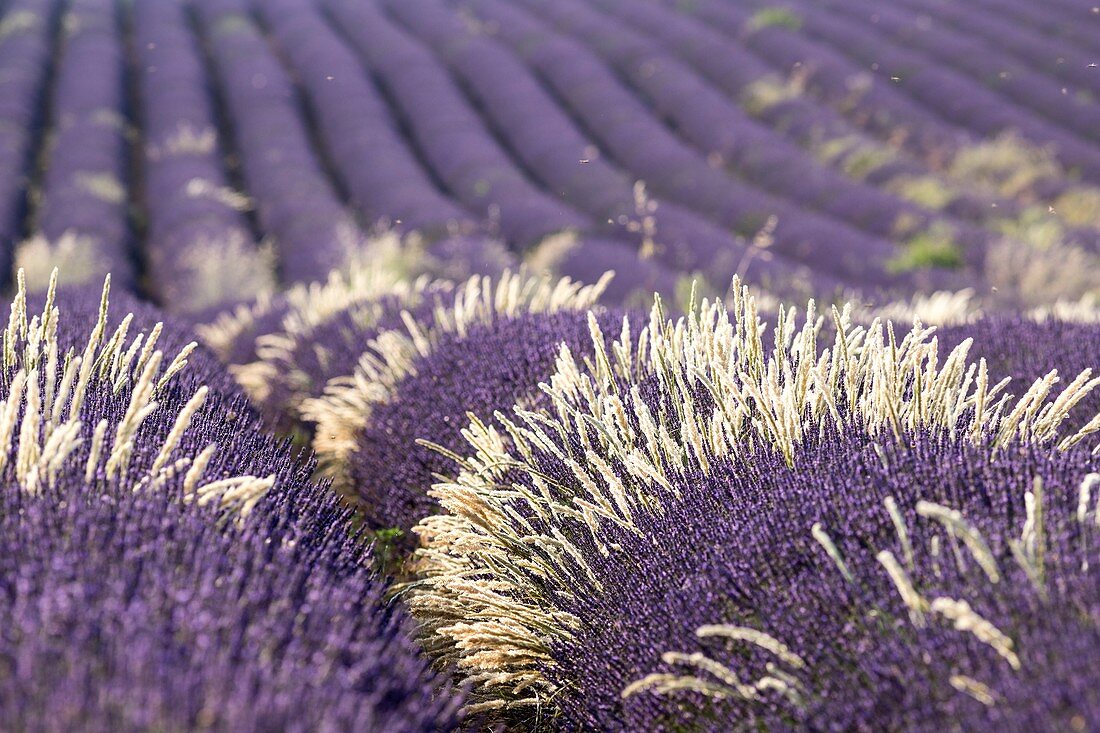 France, Alpes de Haute Provence, Verdon Regional Nature Park, Valensole, lavandin Field