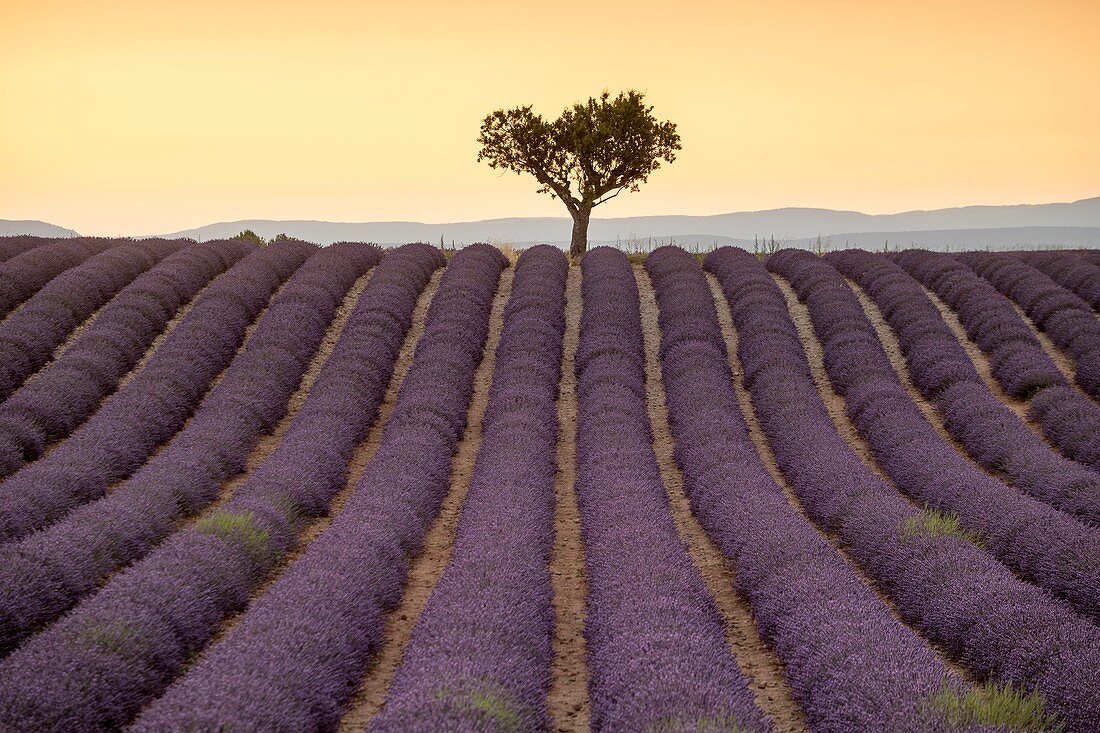 Frankreich, Alpes-de-Haute-Provence, Verdon Regionaler Naturpark, Valensole, Lavandin Field