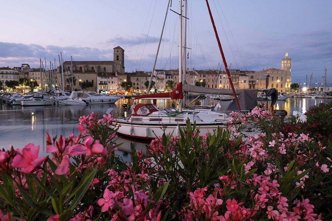 France, Bouches du Rhone, La Ciotat, the harbor at dusk, Nerium oleander, flowers