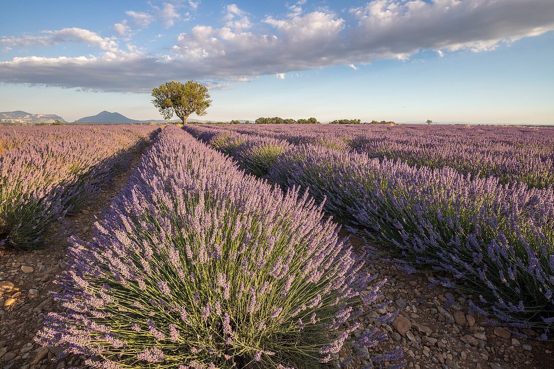 Frankreich, Alpes-de-Haute-Provence, Regionaler Naturpark Verdon, Puimoisson, Mandelbaum (Prunus dulcis) in einem Lavendelfeld (Lavandin) auf dem Plateau de Valensole